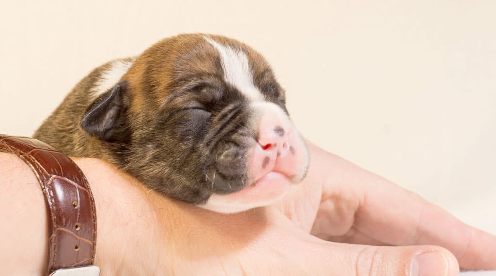 Descanso y ejercicio de los perros