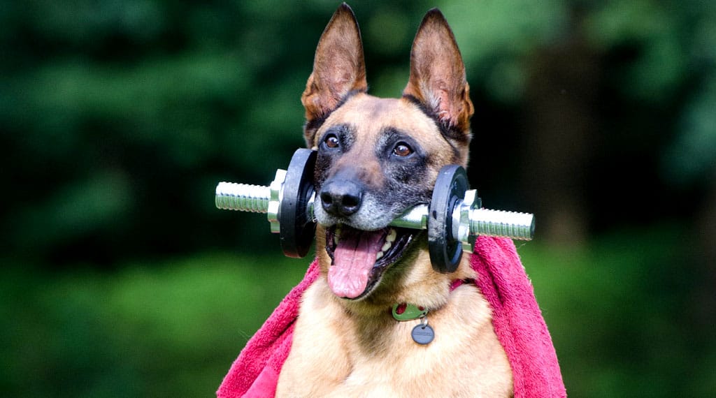 Adicto a las pelotas