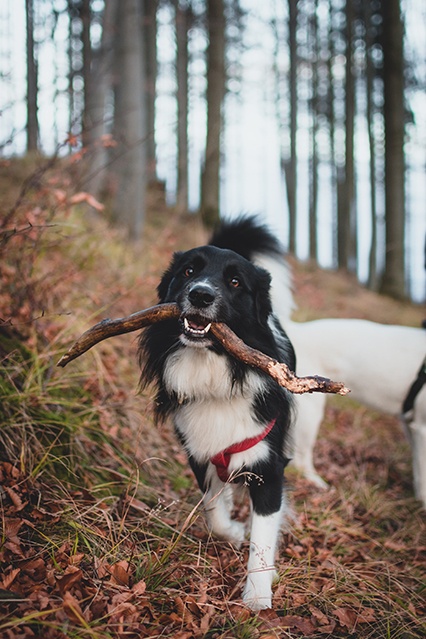 Bordier Collie jugando con palo