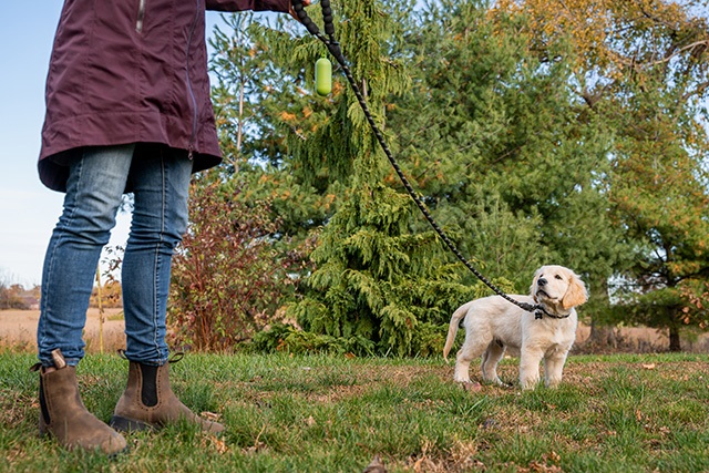 Cachorro Intentando entender
