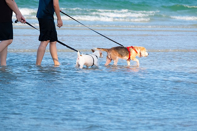 Explorando por la orilla