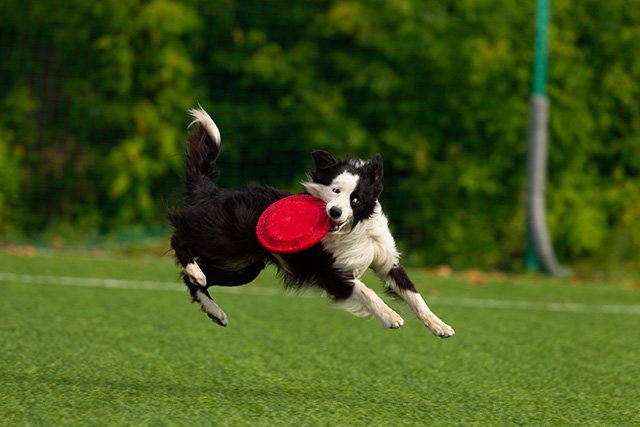 Deporte canino frisbie