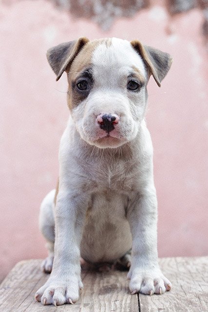 Empezamos el entrenamiento
