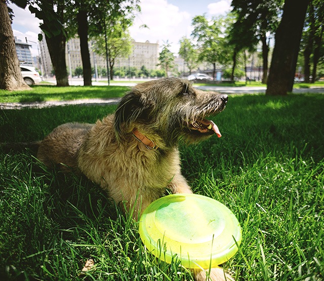 Deporte canino fribies